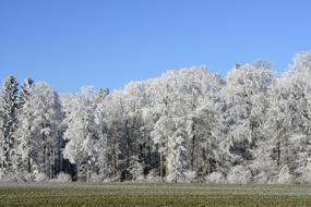 extraordinarily beautiful Wintry Trees