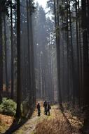Forest Path Trail people