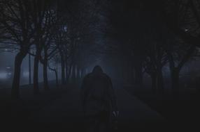Street Road Trees dark