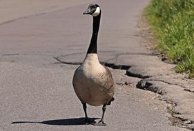 perfect Goose Wild Bird