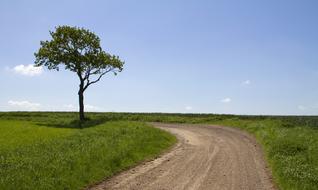 lonely tree along a rural road