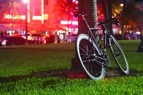 bike near a tree in the park at night