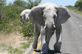 elephant road