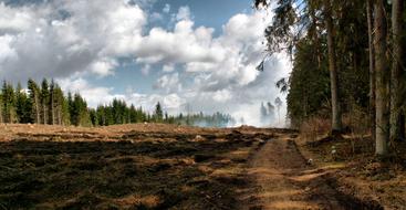 Forest Way road