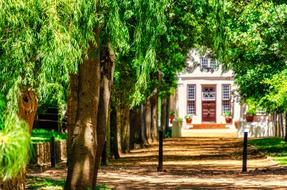 Trees Avenue and Building