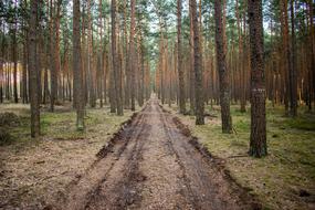 forest road among trees in poland