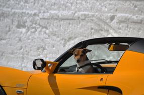 Sports Car Convertible Luxury and dog