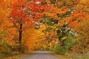 Autumn Avenue Trees red orange green