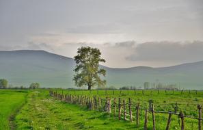 wonderful one Tree Landscape