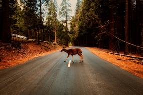 Forest Trees road