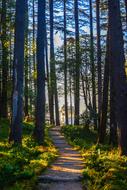 photo of a hiking trail between trees in the forest
