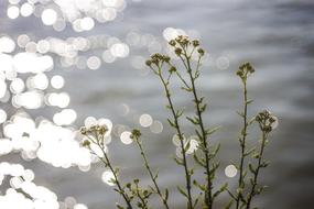 Bokeh Bridge flowers