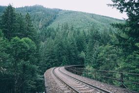 Curve road Forest