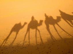 Camel Shadow sand