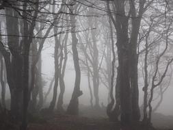 mystical photo of a misty beech forest