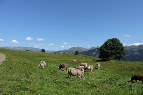 Switzerland Alps