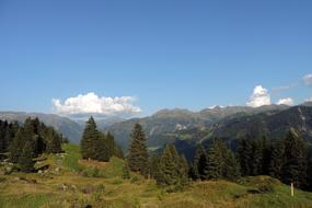 Switzerland Alps green forest