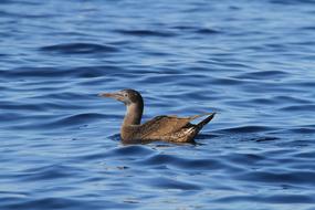 Cute, colorful and beautiful bird on the water with small waves