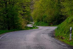 winding asphalt Road through forest