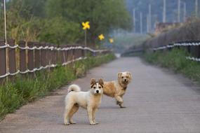 Dog Couple road