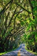 perfect Florida Trees Road