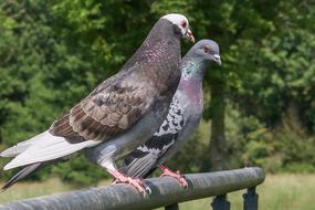 Cute, colorful and beautiful pigeons near the plants