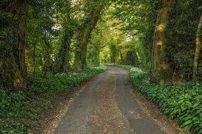 green Forest Road Nature