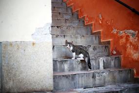 Kitten Stairs red