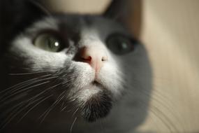 Cat Eye Portrait shadow
