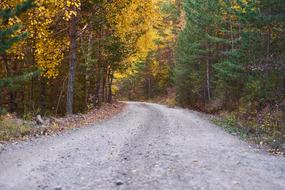 gravel road in the autumn forest