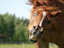 Horse Konik Stupid