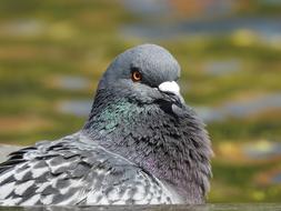 Dove Head
