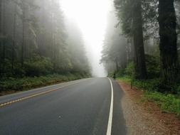 Foggy Asphalt Drive road