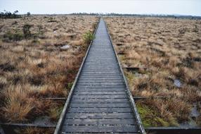 photo of wood flooring in a national park in Sweden