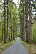 Tree Forest