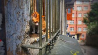 red Cat Window city
