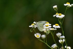 cabbage butterfly on blooming chamomile