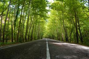 Road tree Forest