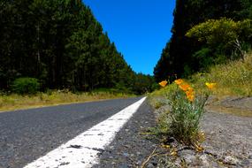 Road yellow flowers