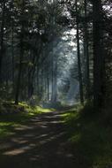 Nature Forest shadow