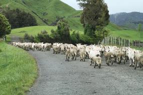 New Zealand Sheep Road