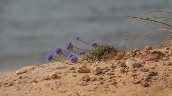 Flower Plant Beach sand