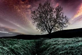 Sky Landscape Nature tree, germany