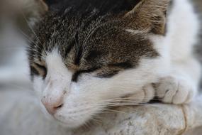 sleeping cat close-up on a blurred background