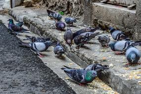 pigeons eat food on stone steps