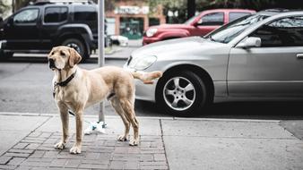 dog and Car