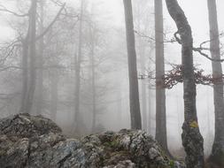 landscape of stones in Foggy Forest