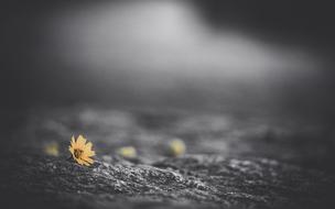 monochrome photo of yellow flowers on the ground