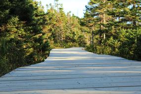 Wooden Path through coniferous forest, canada