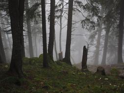 Storm Fir Forest